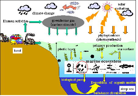 Biological oceanography02